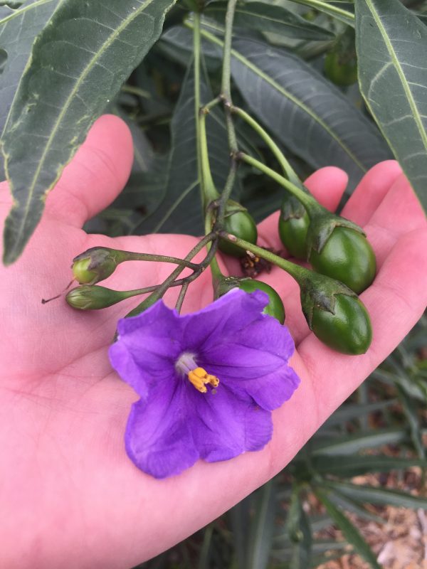 Bush Tucker Kangaroo Apple