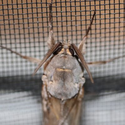 Backyard Nature Study | Moths