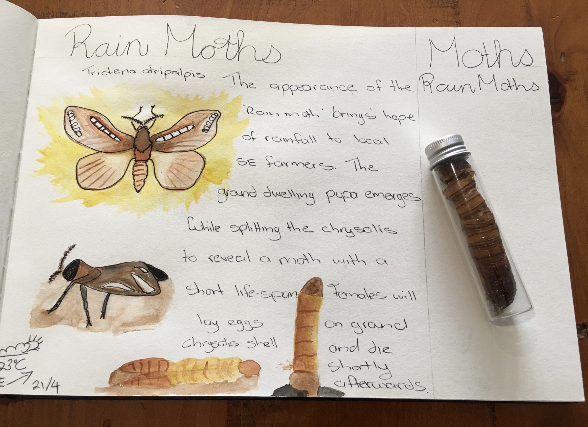 Backyard Nature Study | Moths