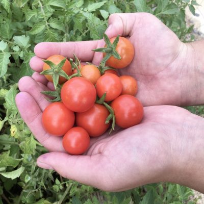 Backyard Nature Study | Tomatoes