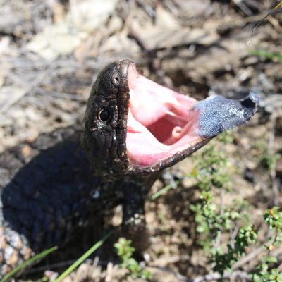 Blue-tongue Lizard Mini Study