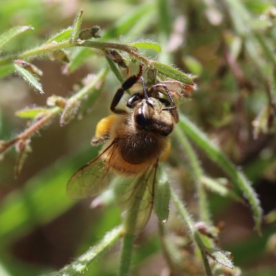 Extraordinary Honeybees
