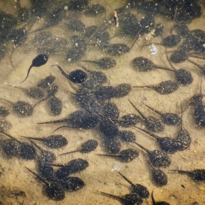 Amphibian Metamorphosis Mini Study
