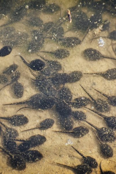 many tadpoles in transparent water