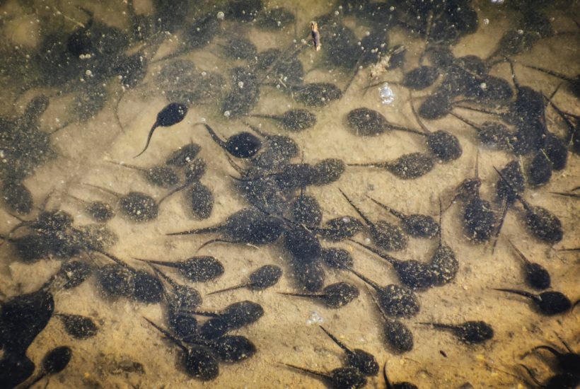 many tadpoles in transparent water