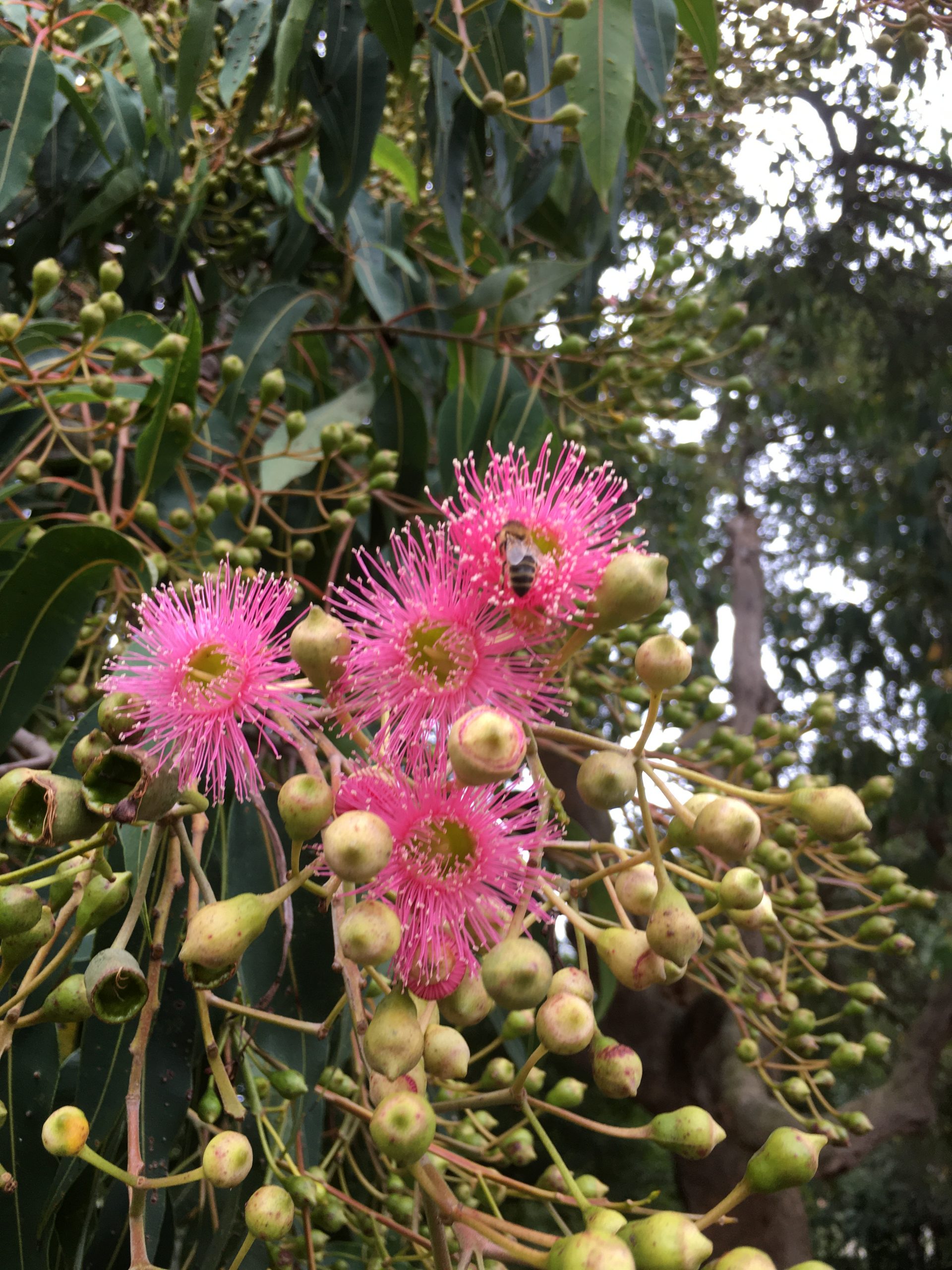 Identifying Eucalyptus Trees