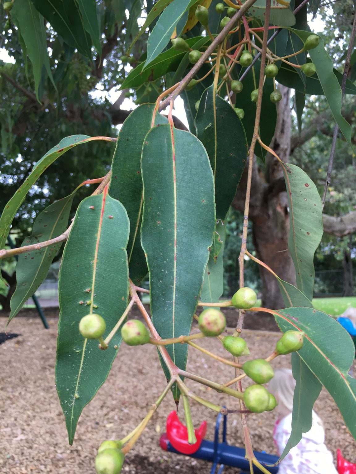 Identifying Eucalyptus Trees