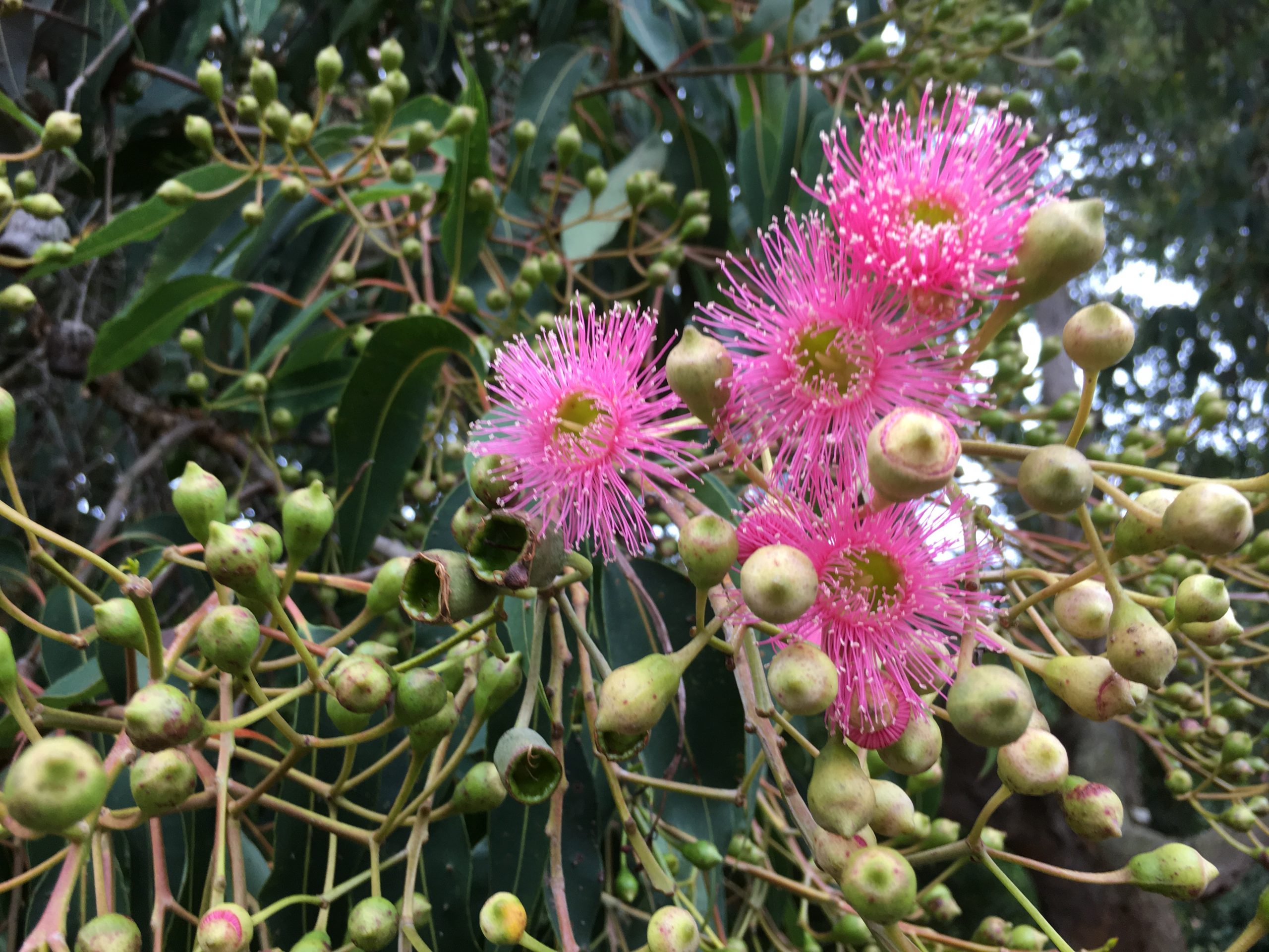 Identifying Eucalyptus Trees