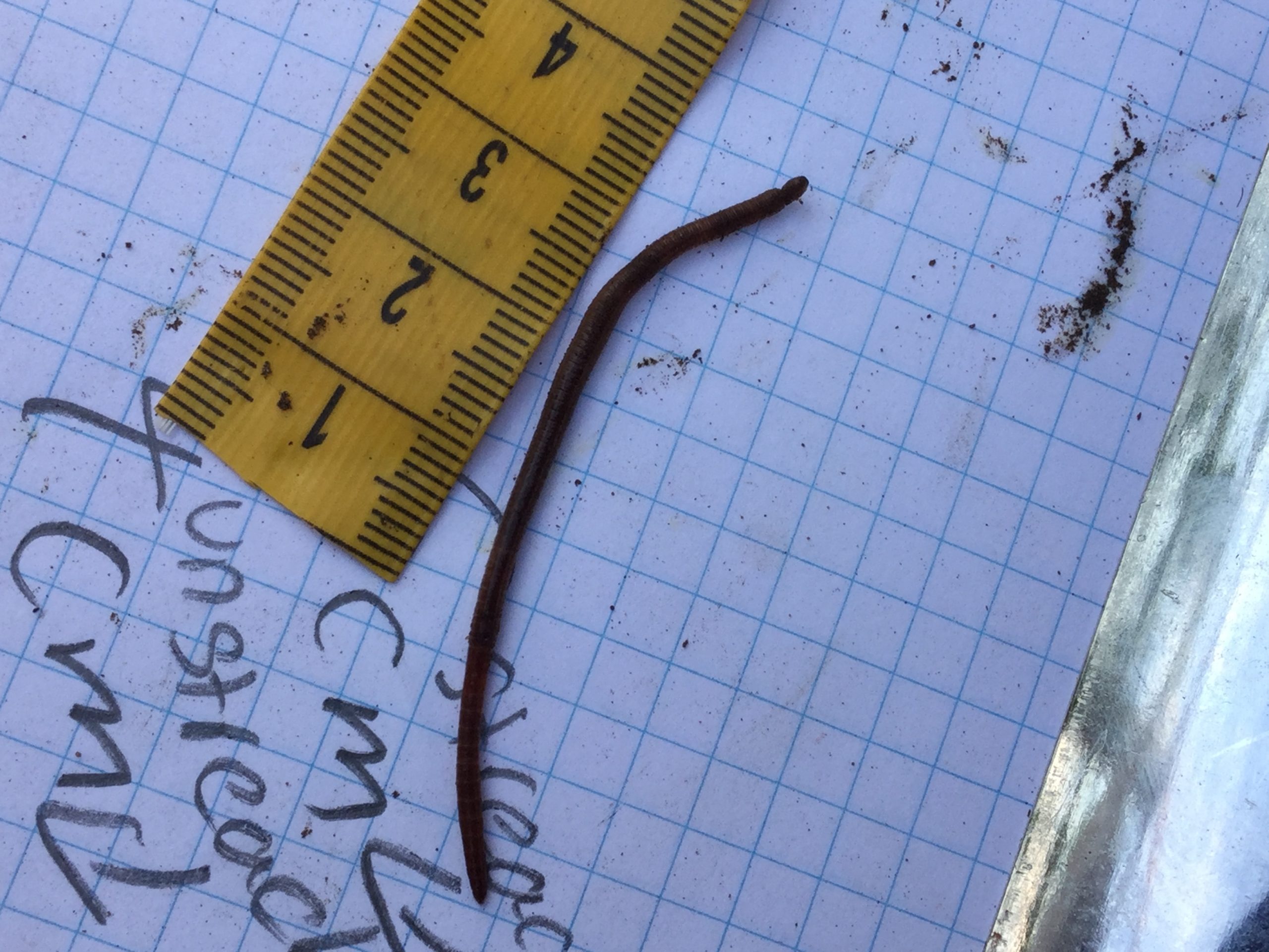 Measuring Earthworms