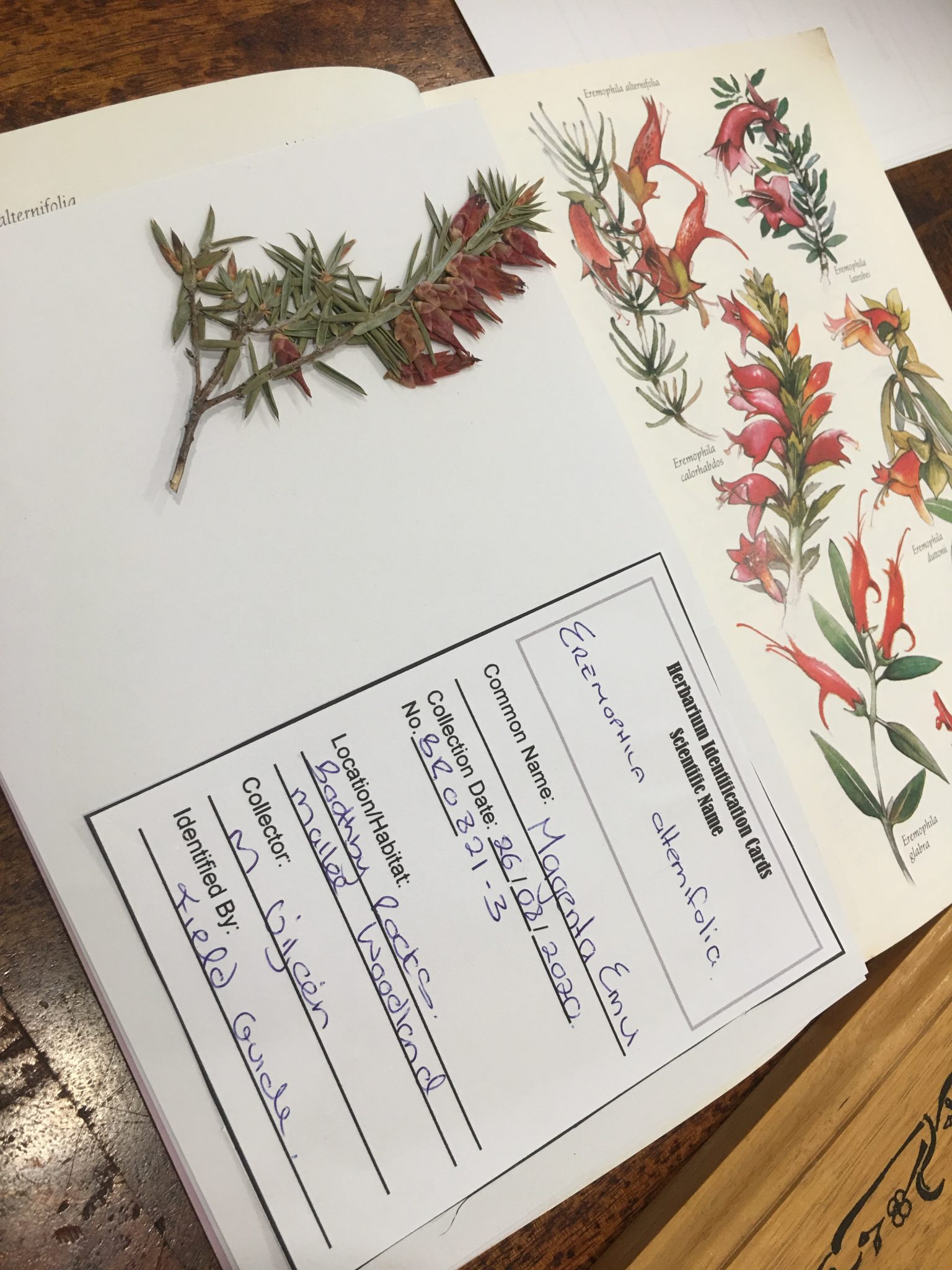 Make Your Own Herbarium