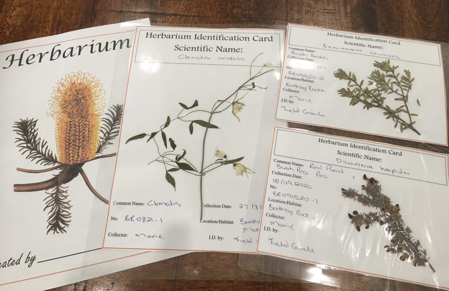 Make Your Own Herbarium