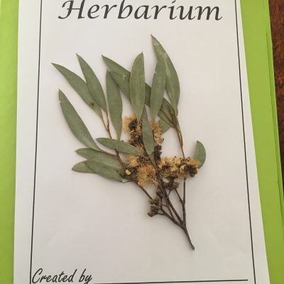 Make Your Own Herbarium