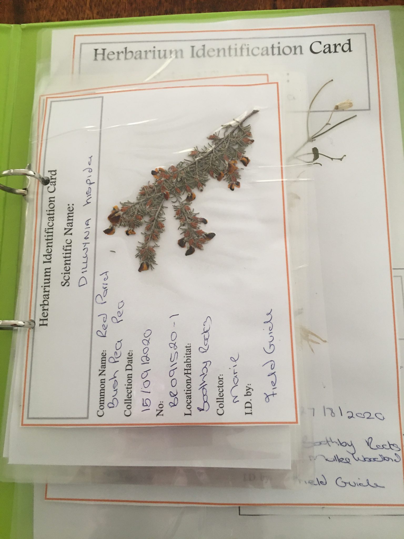 Make Your Own Herbarium