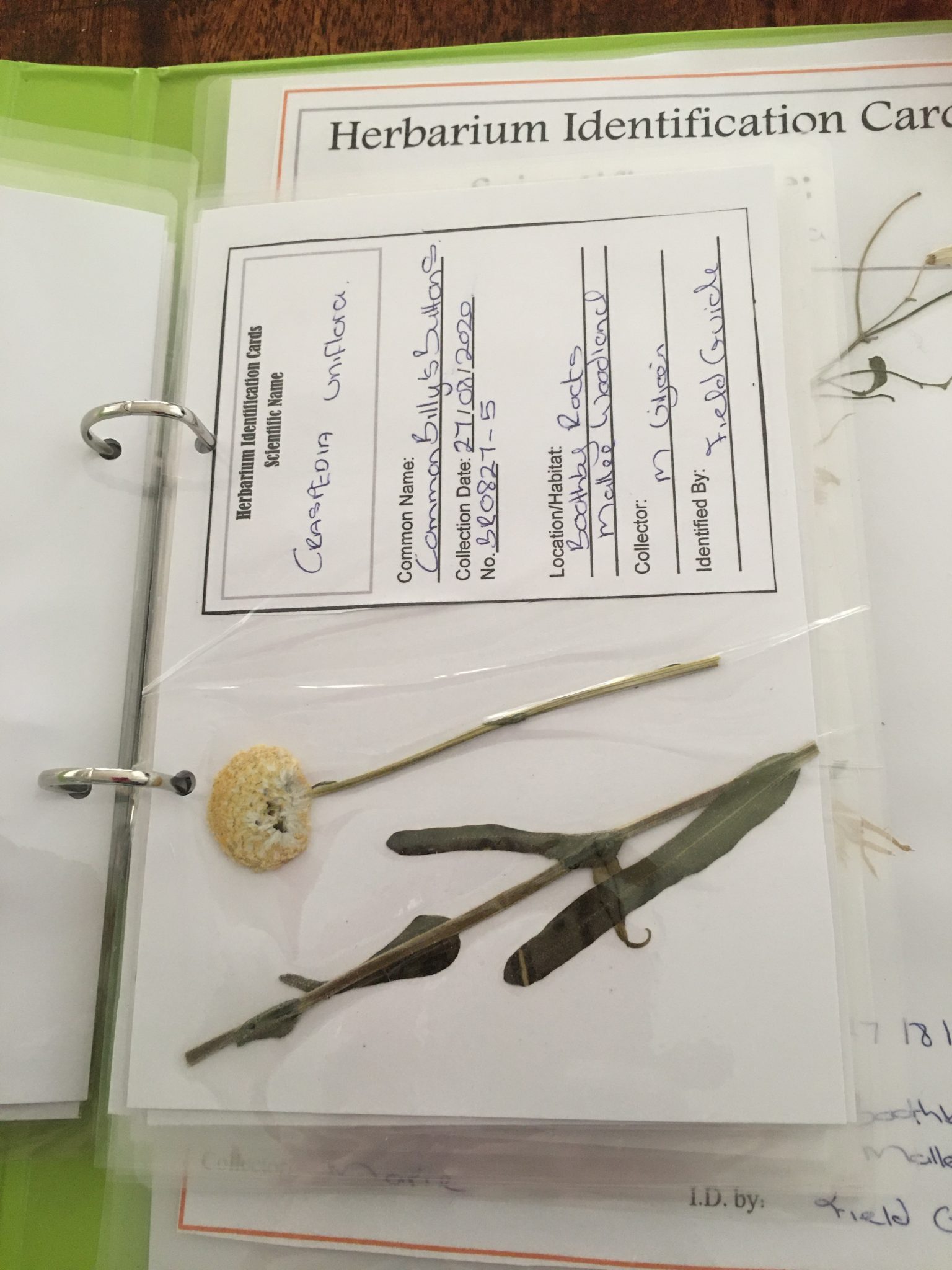 Make Your Own Herbarium