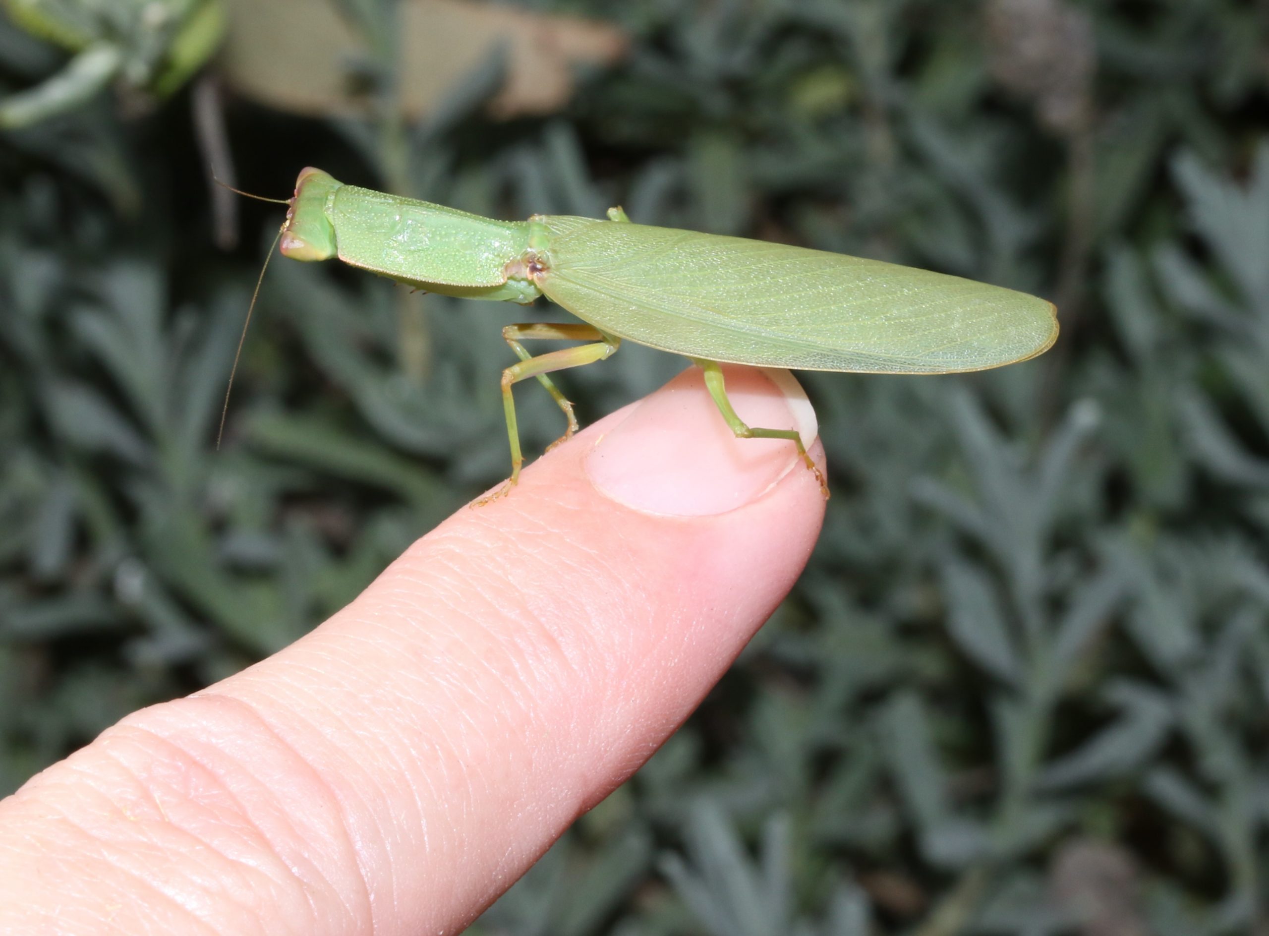 Becoming an Amateur Entomologist