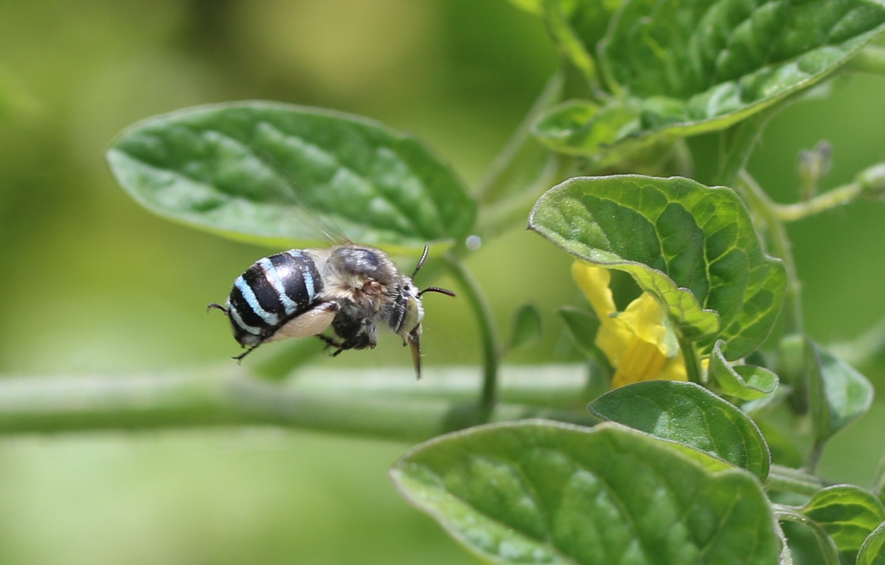 Becoming an Amateur Entomologist