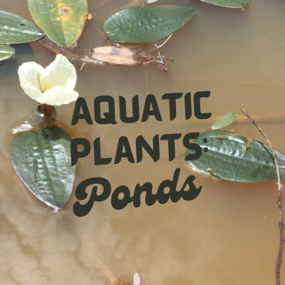 Aquatic Plants – Pond