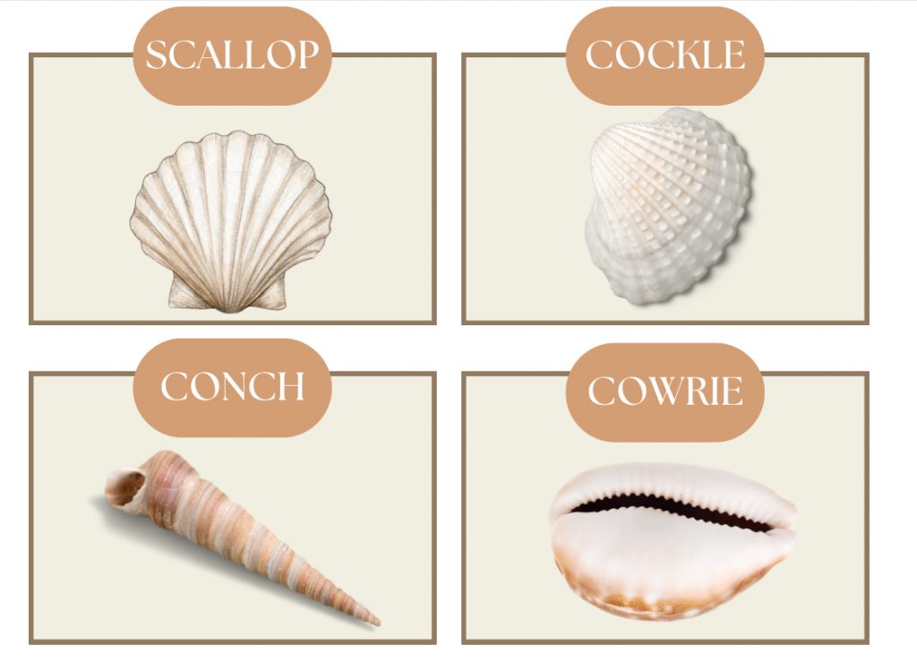 Identification Cards | Sea Shells