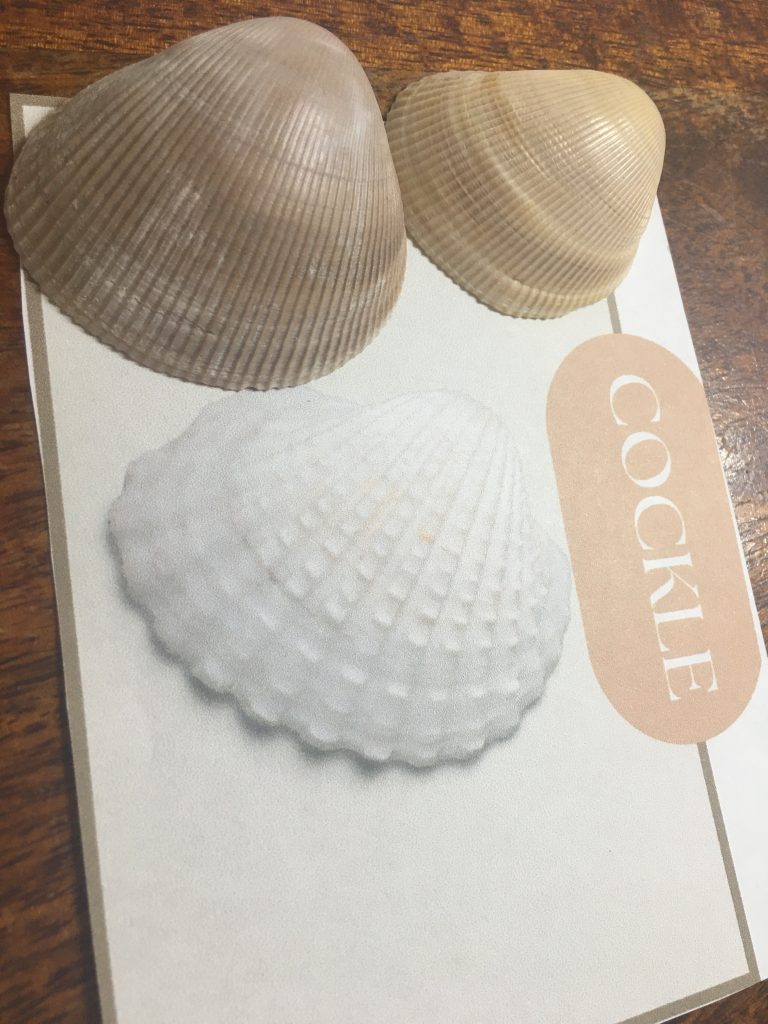 Identification Cards | Sea Shells