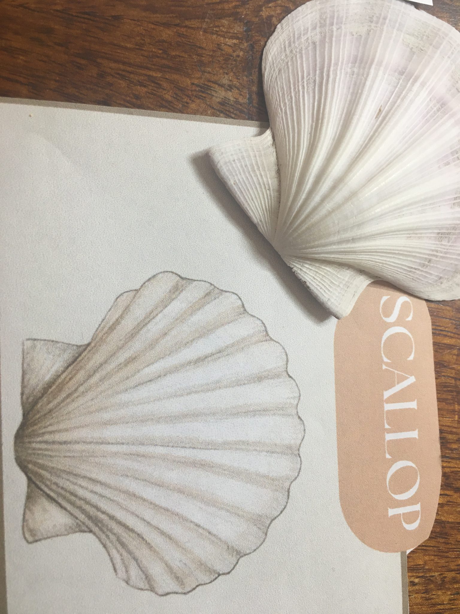 Identification Cards | Sea Shells