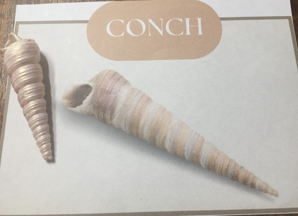 Identification Cards | Sea Shells