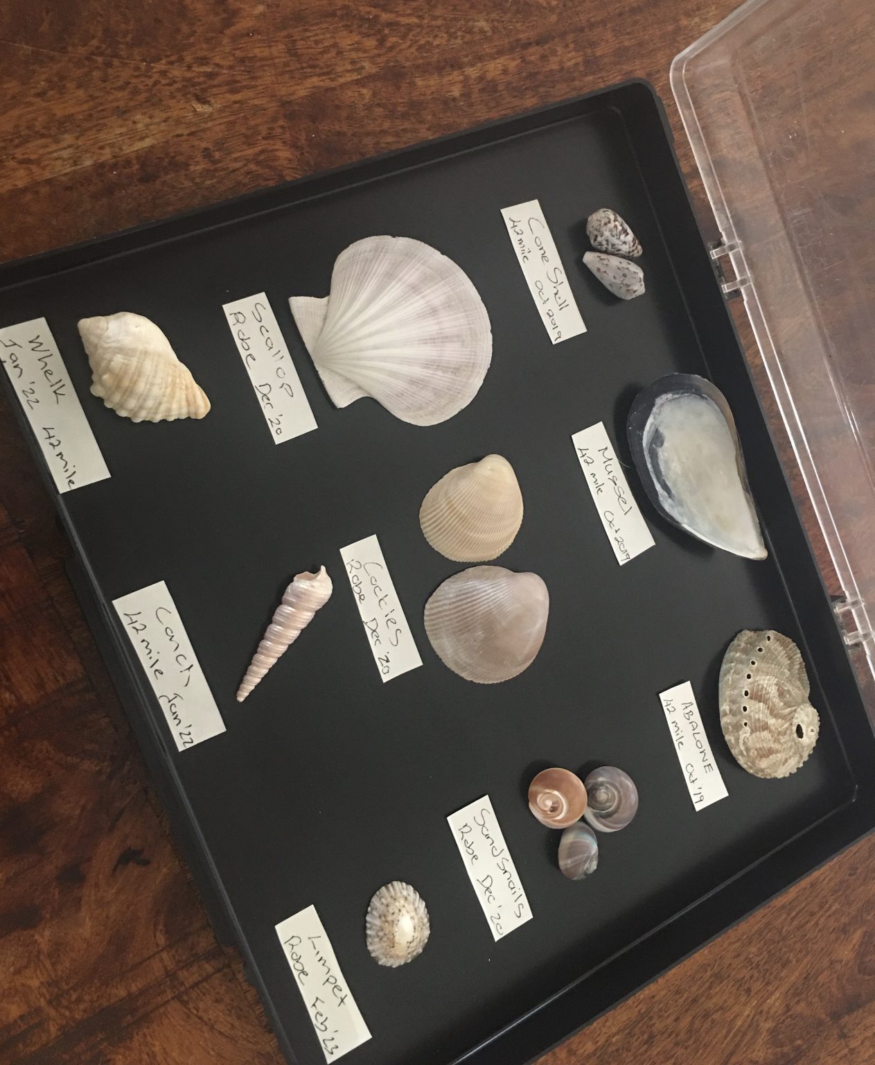 How are Sea Shells Made?