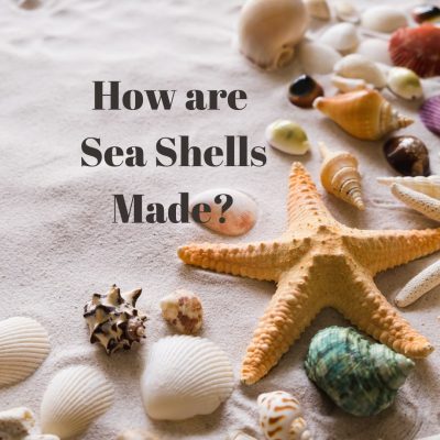 How are Sea Shells Made?