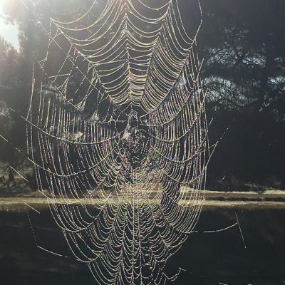 How to Identify Spider Webs