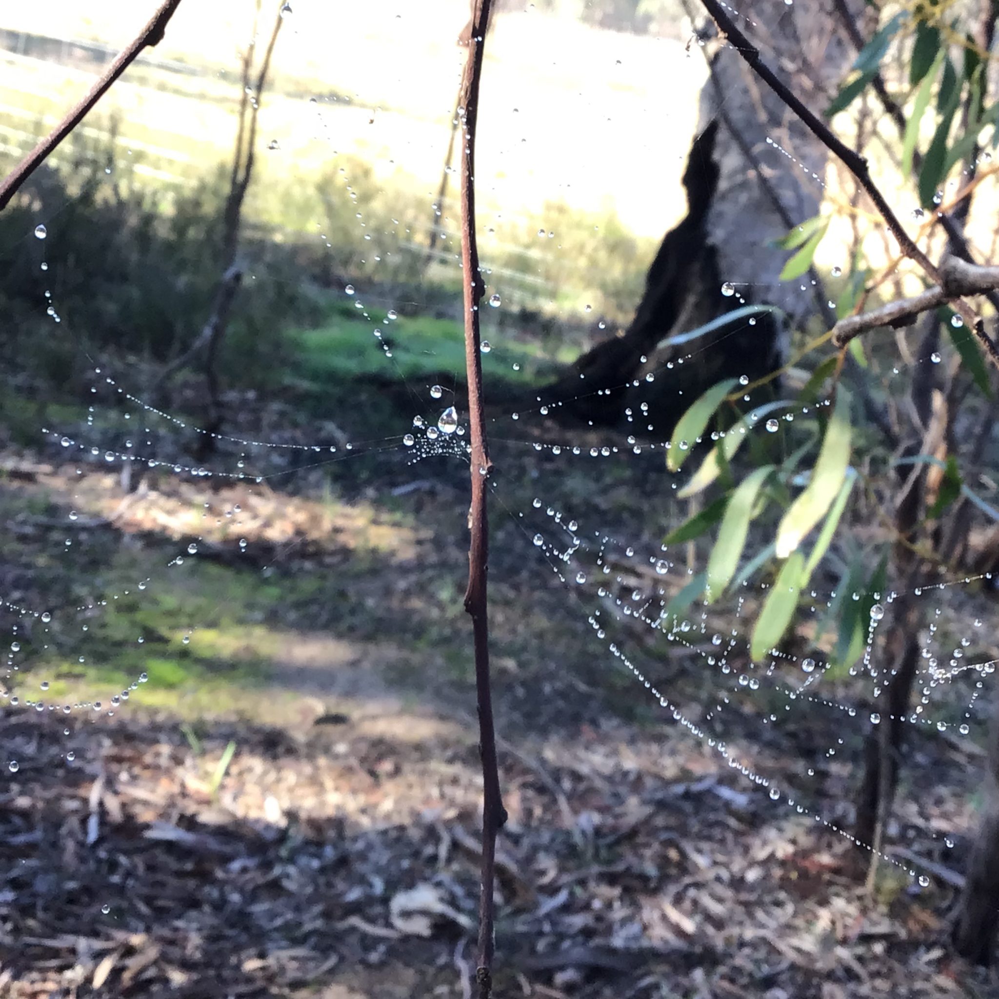 Mathematics in a Spider’s Web
