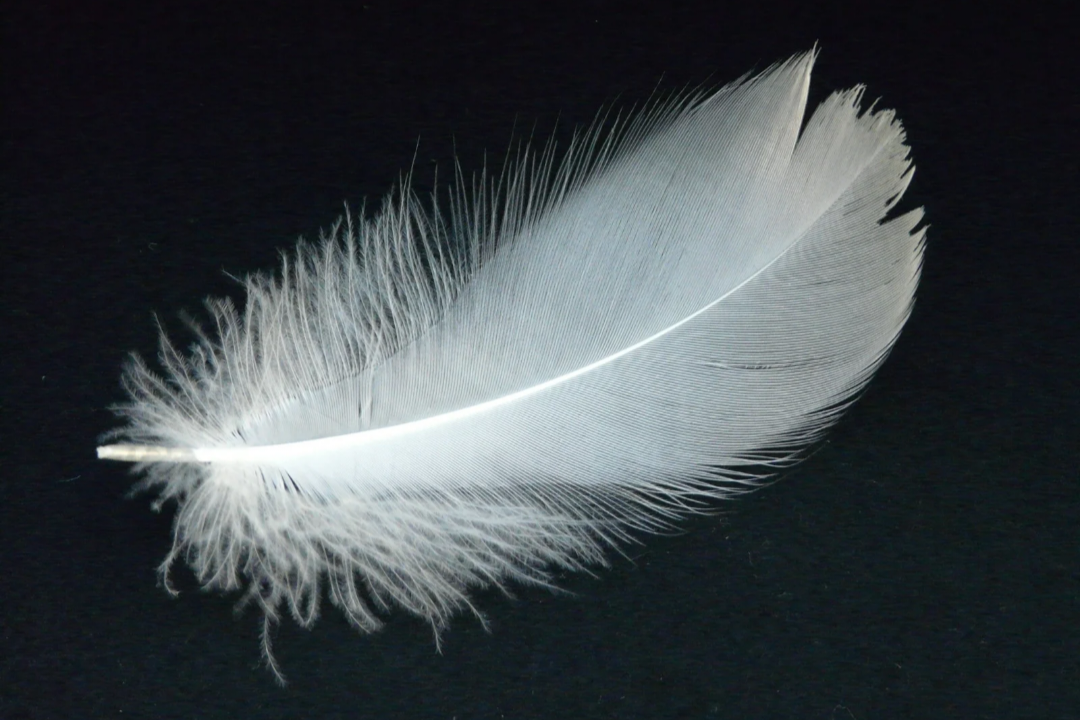Math Feathers Mathematics and Bird Feathers