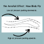 how-do-birds-fly