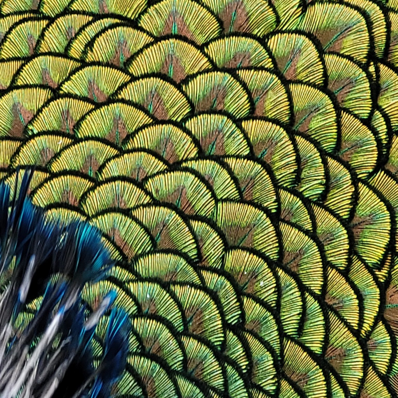 Math Feathers Mathematics and Bird Feathers