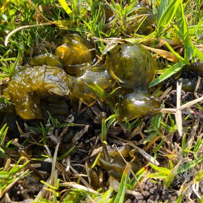 Nostoc: Nature’s Tiny Nitrogen Factory