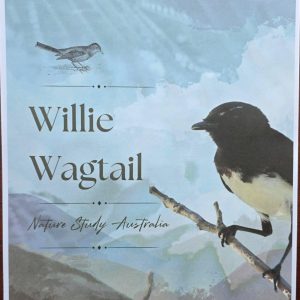 Willy Wagtail Nature Study